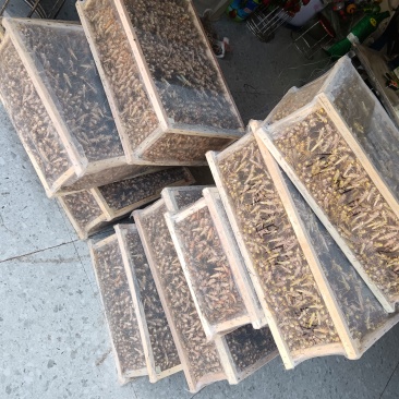 蚂蚱，蚂蚱卵，公蚂蚱，嫩成虫