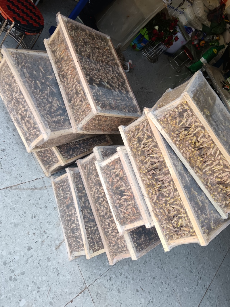 蚂蚱，蚂蚱卵，公蚂蚱，嫩成虫