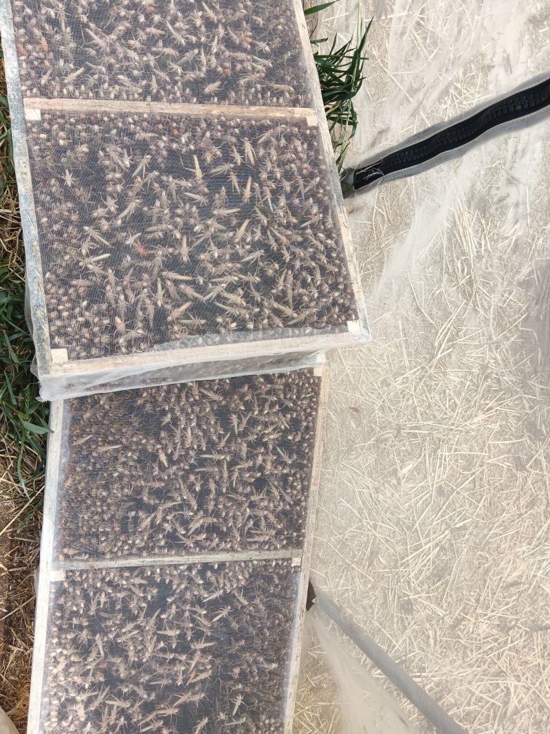 蚂蚱，蚂蚱卵，公蚂蚱，嫩成虫