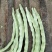 白豆角大量上市