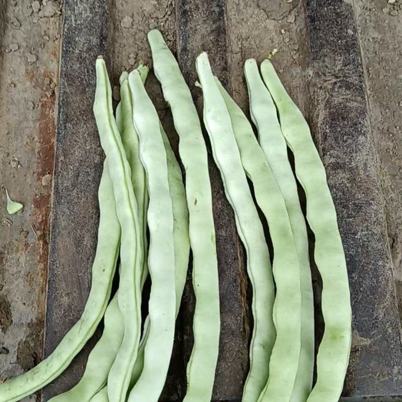 白豆角大量上市