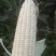 白糯玉米