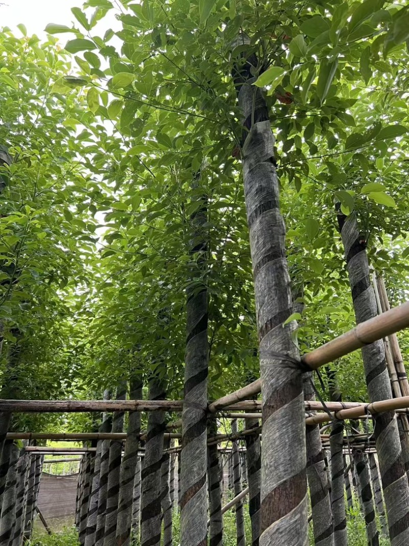 香樟