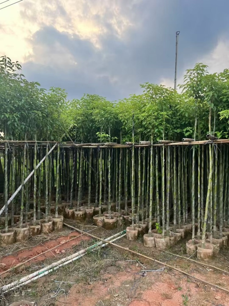 香樟