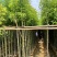 香樟