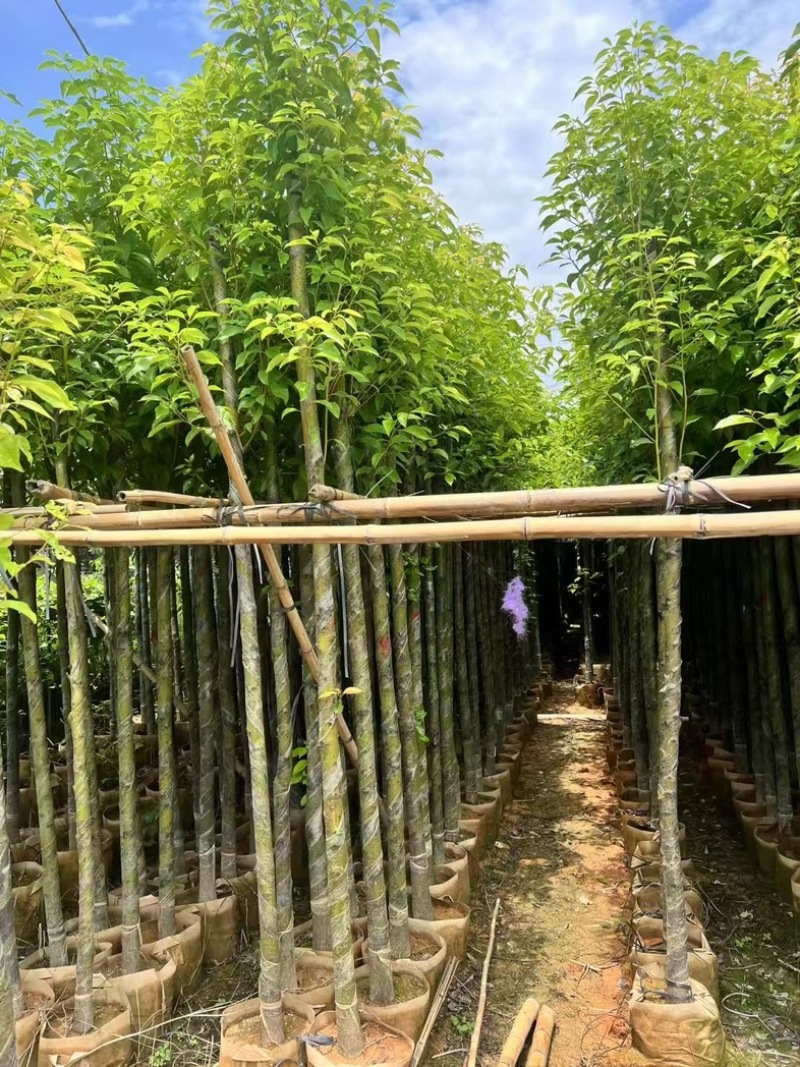 香樟