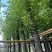 香樟