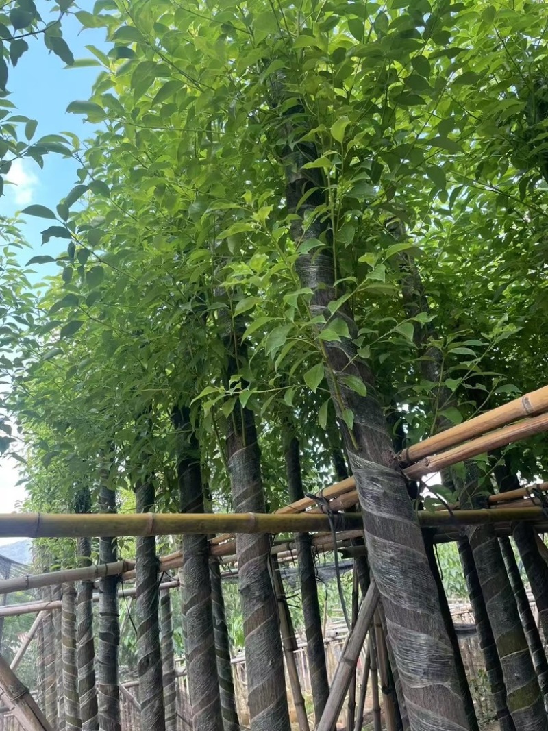 香樟