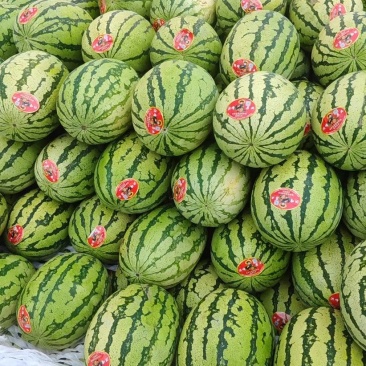 《推荐》甘肃靖远，金花6号双红金城武，产地直发质量三包
