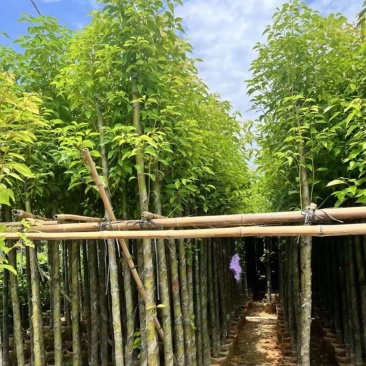 香樟