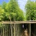 香樟