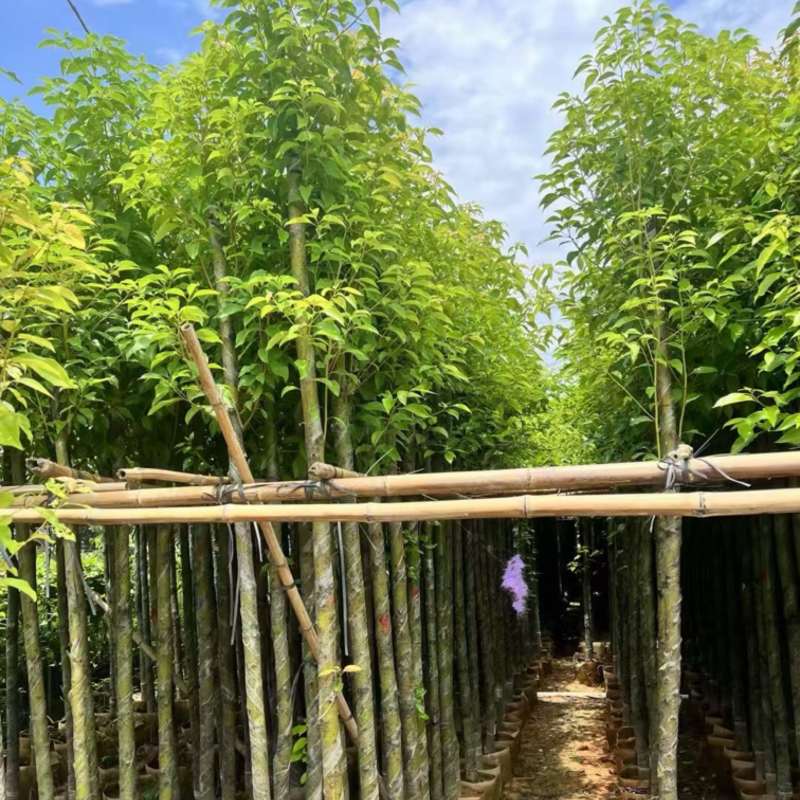 香樟