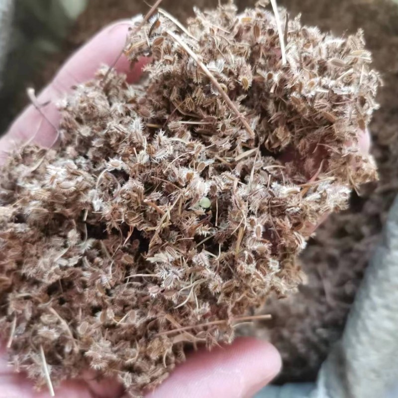 鹤虱中药材南鹤虱鹤虱野生南鹤虱质量保证正品包邮