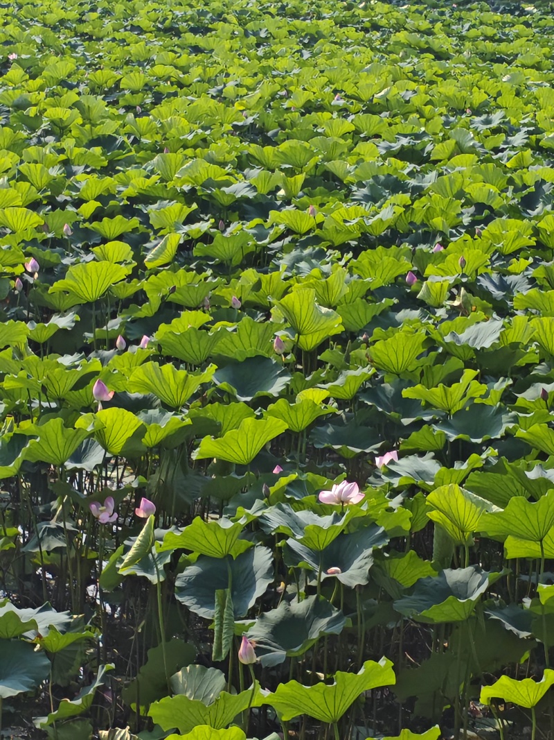 《精选》北京莲蓬基地直发对接商超电商团购全国发货