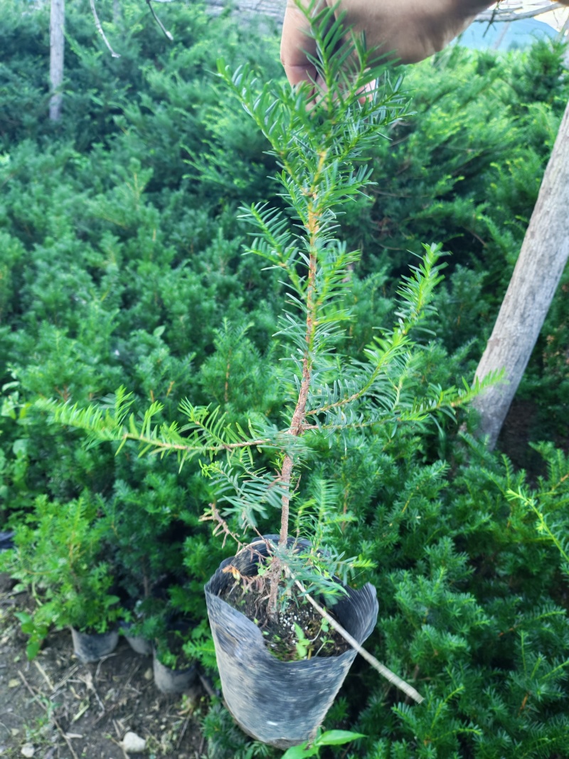 红豆杉杯苗