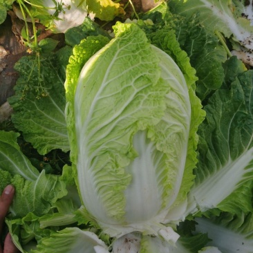 夏绿明星大白菜种子高产抗病耐热耐寒农家菜园种植蔬菜白菜种