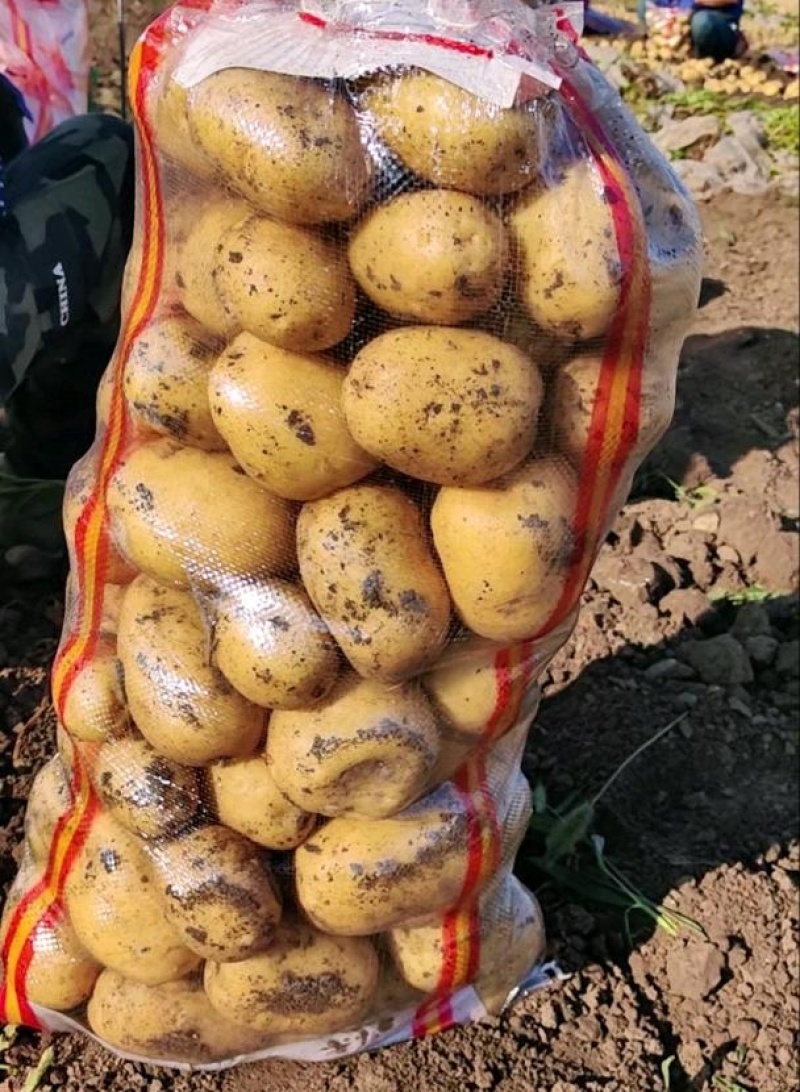 陕北精品沙地新土豆V7规格齐全-产地直发-大量供货中