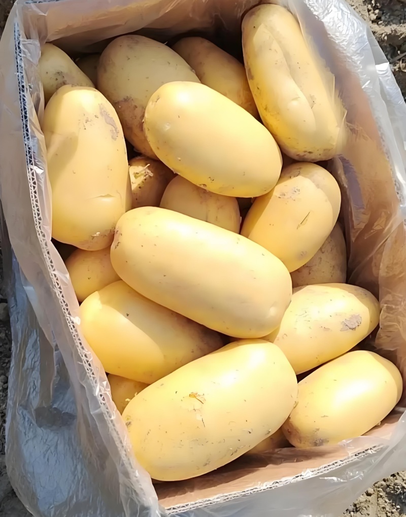陕北精品沙地新土豆V7规格齐全-产地直发-大量供货中