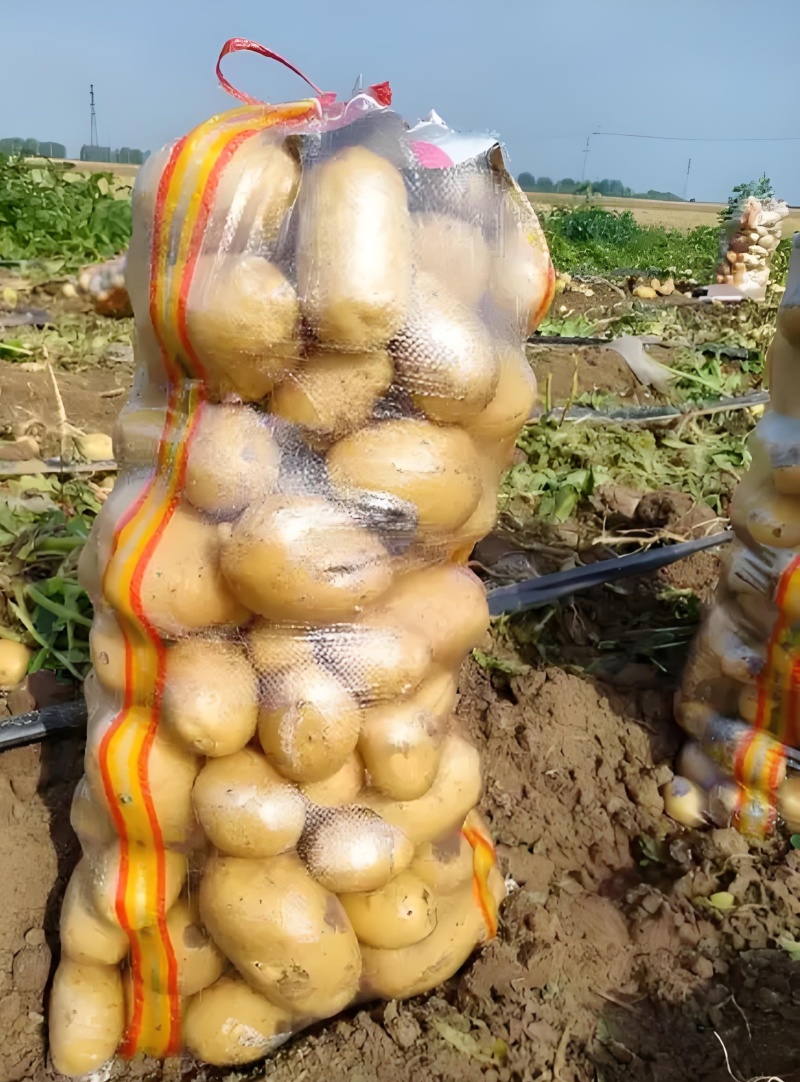 陕北精品沙地新土豆V7规格齐全-产地直发-大量供货中