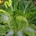 夏绿明星大白菜种子高产抗病耐热耐寒农家菜园种植蔬菜白菜种