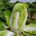 夏绿明星大白菜种子高产抗病耐热耐寒农家菜园种植蔬菜白菜种