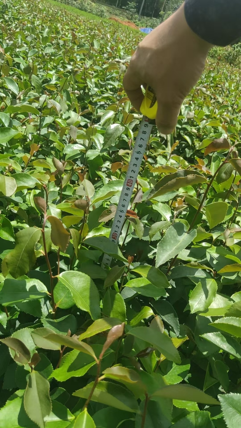 优质油茶苗，生长旺盛，适合家庭种植，助您轻松收获美味油茶！
