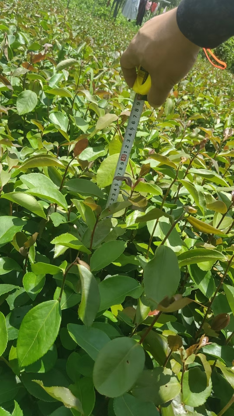 优质油茶苗，生长旺盛，适合家庭种植，助您轻松收获美味油茶！