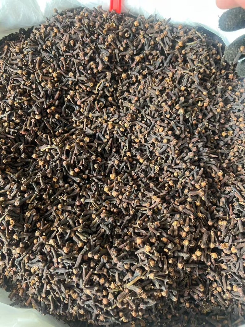 【广西玉林】丁香公丁香香料大全量大从优