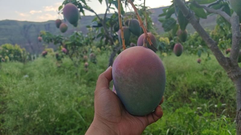 攀枝花凯特摸摸果