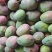 攀枝花凯特摸摸果