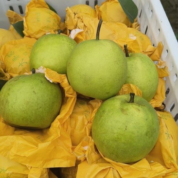 套袋翠冠梨