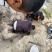 大量供应原产地葛根质优价廉欢迎咨询***********