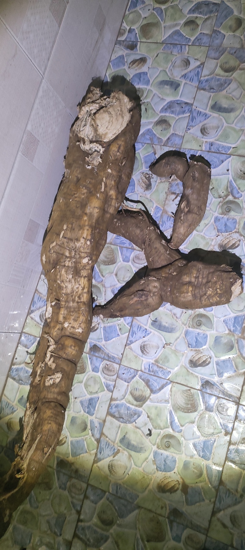 大量供应原产地葛根质优价廉欢迎咨询***********