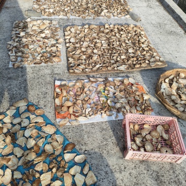 大量供应原产地葛根质优价廉欢迎咨询***********