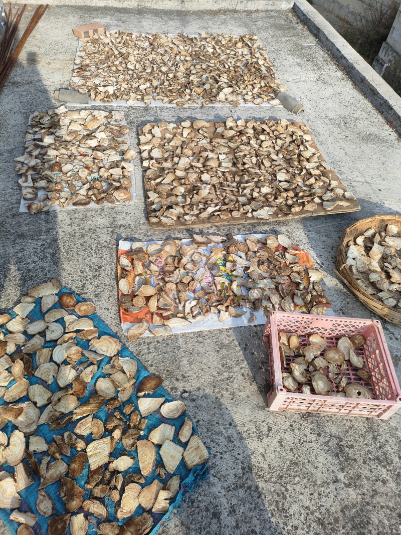 大量供应原产地葛根质优价廉欢迎咨询***********
