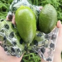 子弹头香水无籽柠檬，海南子弹头，台湾香水柠檬，可包装