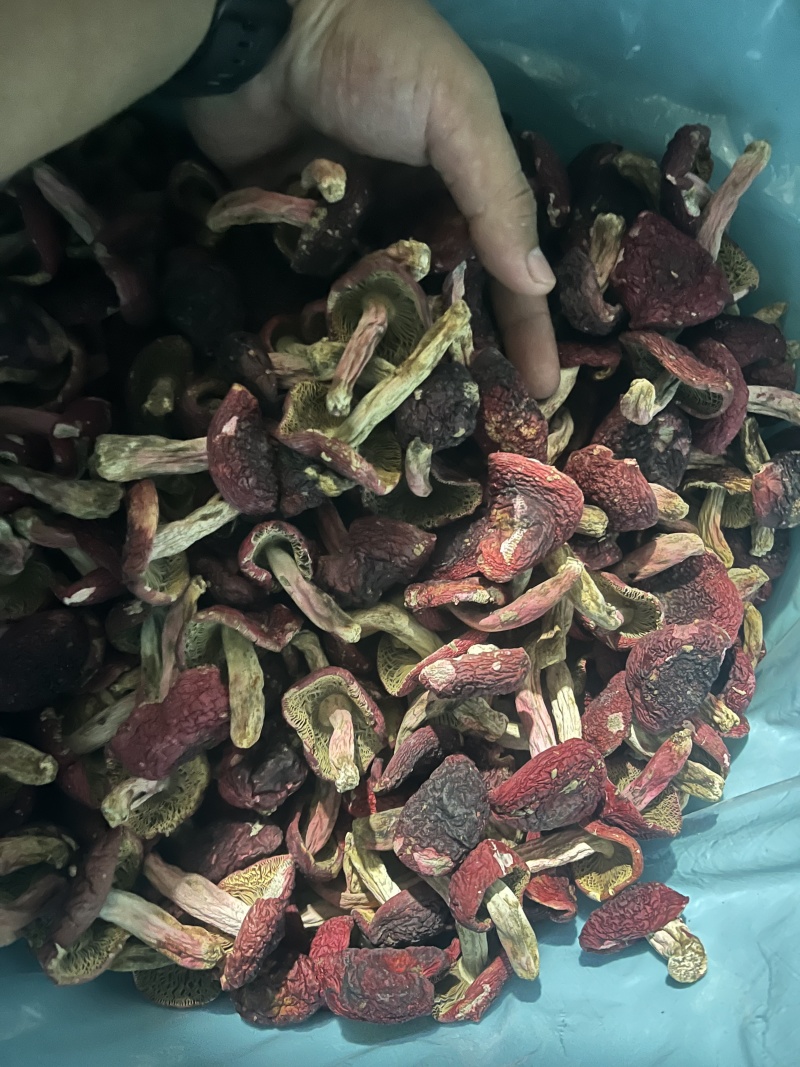 红菇源头供货