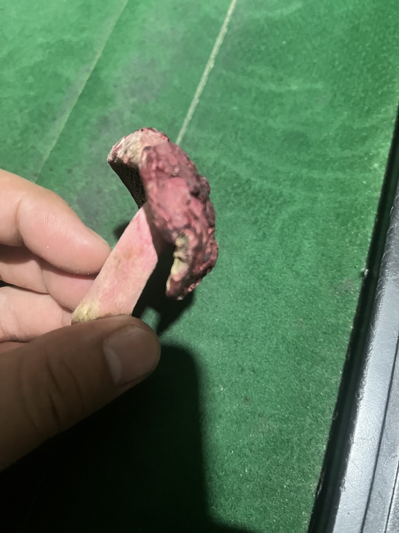 红菇源头供货