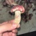 红菇源头供货