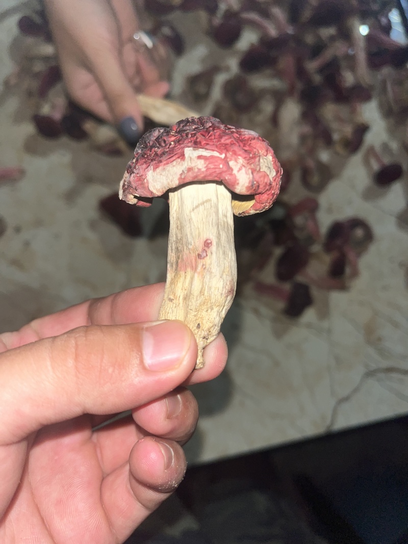 红菇源头供货