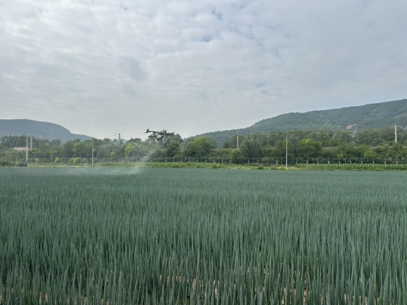 甘肃平凉大葱，中粗货，8月初上市