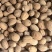 【广西玉林】特级肉豆蔻玉果香果五斤包邮无硫新货大个头