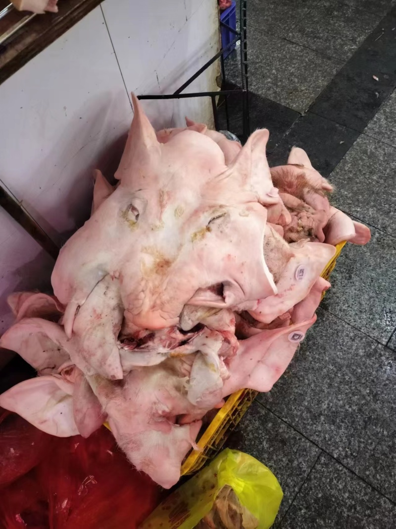 白猪头皮带耳