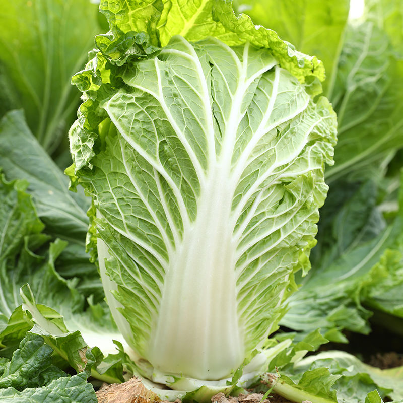 福锦白菜种子纯进口绿叶黄心高产耐寒耐抽苔农家春季播种