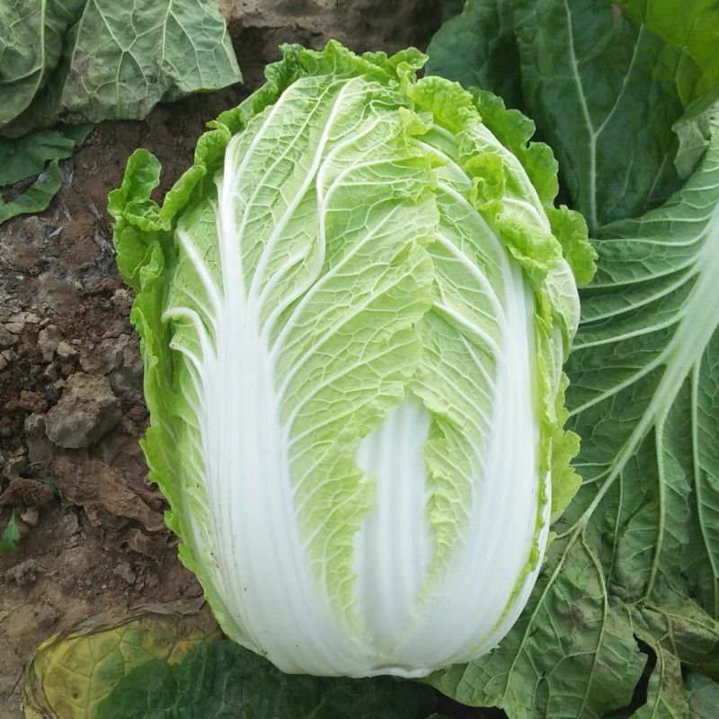 福锦白菜种子纯进口绿叶黄心高产耐寒耐抽苔农家春季播种