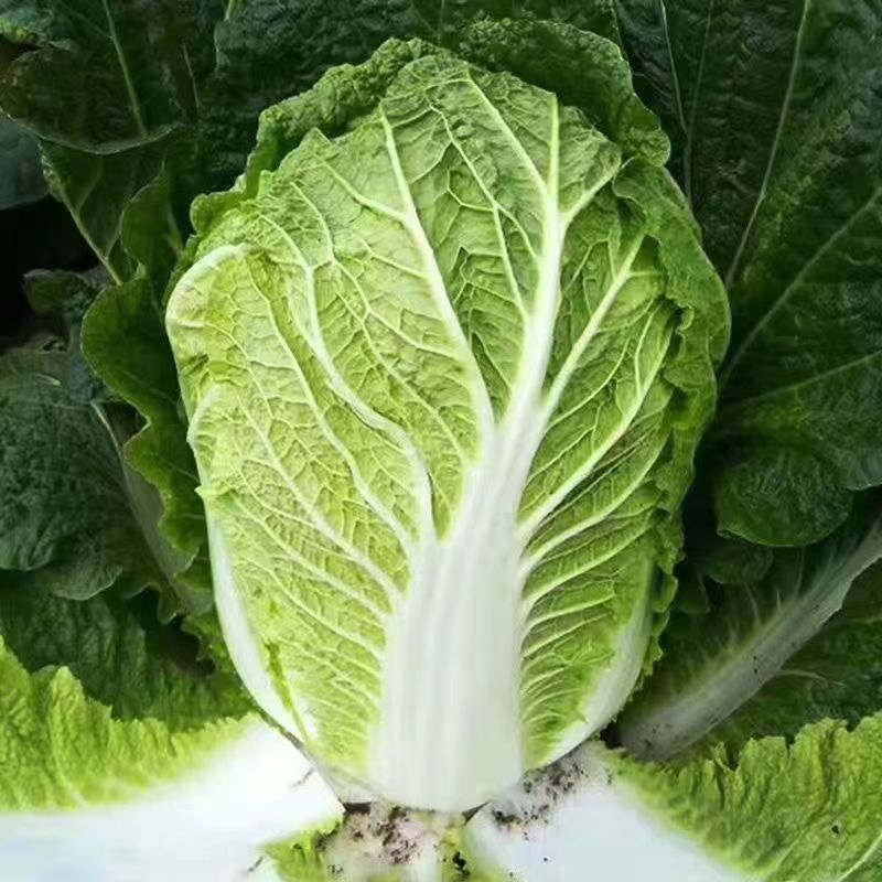 福锦白菜种子纯进口绿叶黄心高产耐寒耐抽苔农家春季播种