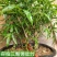 佛肚竹葫芦竹丛林款