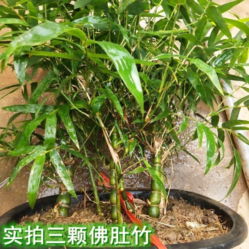 佛肚竹葫芦竹丛林款
