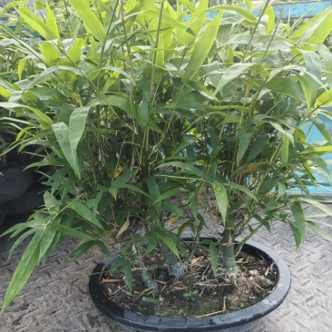 佛肚竹葫芦竹丛林款
