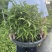佛肚竹葫芦竹丛林款